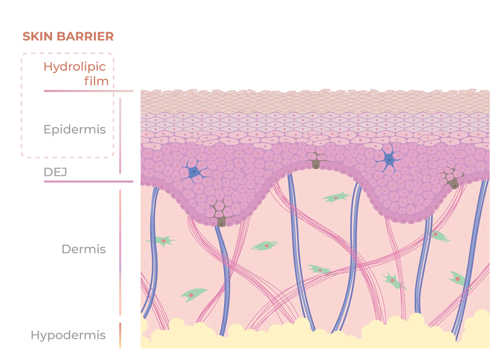 Illustration depicting the different layers of tissue: hydrolipic film, epidermis, DEJ, Dermis and Hypodermis