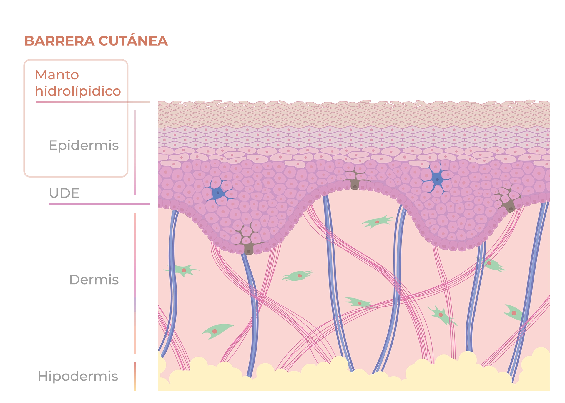 Ilustración de las diferentes capas de tejido: manto hidrolípidico, Epidermis, UDE, Dermis and Hipodermis